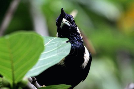 Téléchargez les photos : Basilornis celebensis ou Sulawesi Myna bird - en image libre de droit