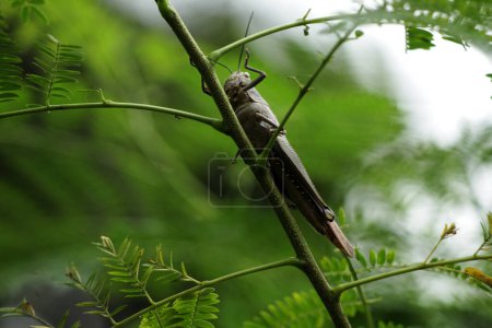 Javanese Valanga nigricornis, el insecto saltamontes javanés