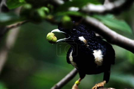 Photo for Basilornis celebensis or Sulawesi Myna bird  in Indonesia - Royalty Free Image
