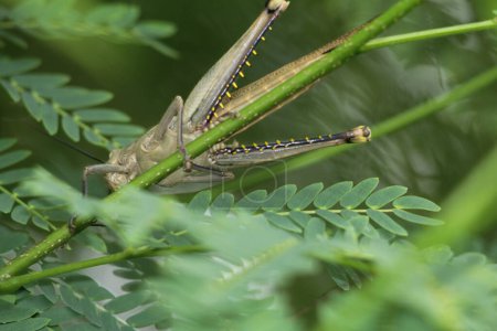 Téléchargez les photos : Javanese Valanga nigricornis, l'insecte de la sauterelle javanaise en Indonésie - en image libre de droit