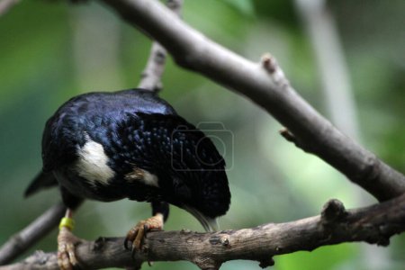 Téléchargez les photos : Basilornis celebensis ou Sulawesi Myna bird en Indonésie - en image libre de droit