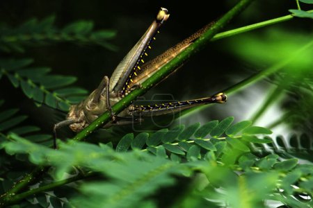 Javanese Valanga nigricornis, el insecto saltamontes javanés en Indonesia