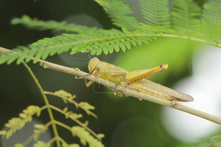 Javanese Valanga nigricornis, the Javanese grasshopper insect in Indonesia