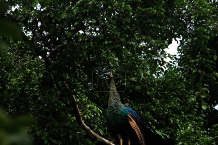  Javan Green Peacock or Pavo muticus Linnaeus is a rare bird whose distribution is currently only on the island of Java.