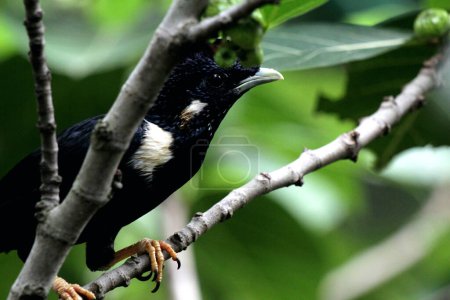 Photo for Basilornis celebensis or Sulawesi Myna bird  in Indonesia - Royalty Free Image
