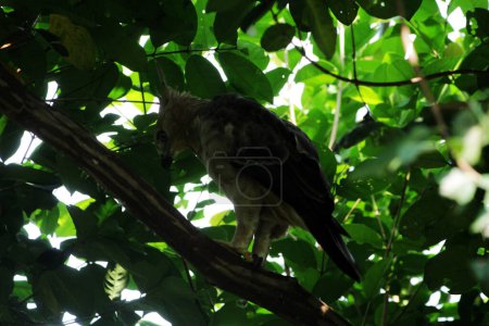 Javan eagle bird  on nature background in Indonesia