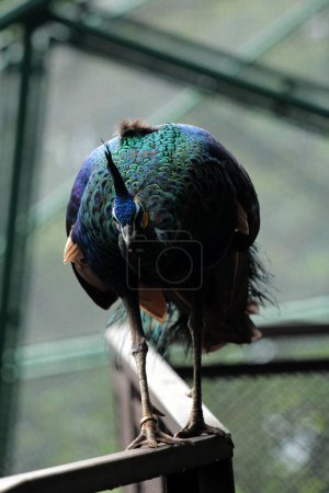 Téléchargez les photos : Le paon vert de Javan ou Pavo muticus Linnaeus est un oiseau rare dont la répartition n'est actuellement que sur l'île de Java.. - en image libre de droit