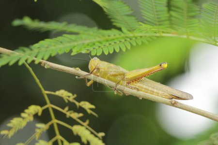 Foto de Javanese Valanga nigricornis, el insecto saltamontes javanés en Indonesia - Imagen libre de derechos