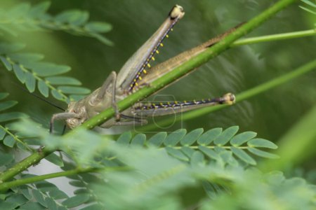 Javanese Valanga nigricornis, el insecto saltamontes javanés en Indonesia