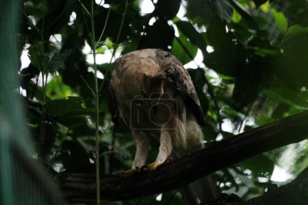 Javan aigle oiseau sur fond de nature en Indonésie