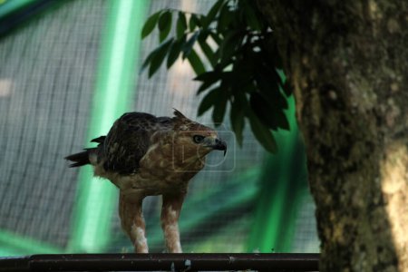 Javan aigle oiseau est un oiseau de taille moyenne sur fond de nature