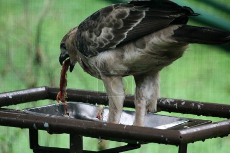 Téléchargez les photos : Javan aigle oiseau est un oiseau de taille moyenne sur fond de nature - en image libre de droit