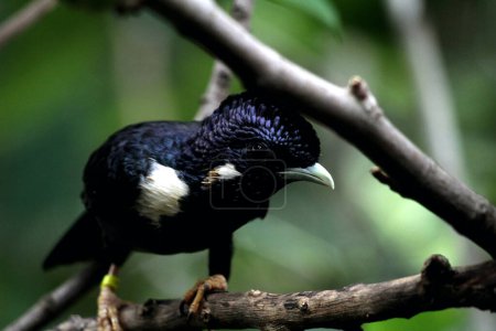 Basilornis celebensis o Sulawesi Myna ave en Indonesia en el fondo de la naturaleza