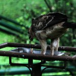 Javan eagle bird is a medium-sized bird on nature background