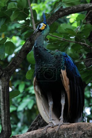 Foto de Javan Green Peacock o Pavo muticus Linnaeus es un ave rara cuya distribución es actualmente solo en la isla de Java. - Imagen libre de derechos