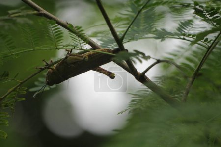 Foto de Javanese Valanga nigricornis, el saltamontes javanés y las hojas verdes - Imagen libre de derechos