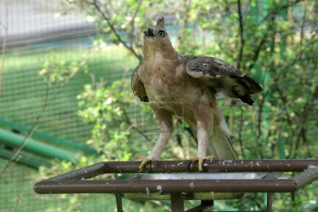 Javan Adler Vogel ist ein mittelgroßer Vogel auf Naturhintergrund