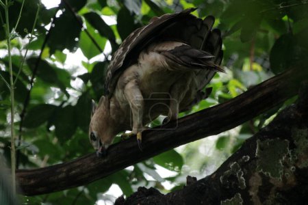 Foto de Javan águila pájaro es un ave de tamaño mediano en el fondo de la naturaleza - Imagen libre de derechos