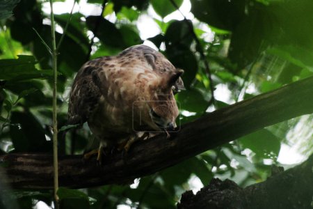 Foto de Javan águila pájaro es un ave de tamaño mediano en el fondo de la naturaleza - Imagen libre de derechos
