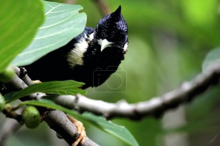 Téléchargez les photos : Basilornis celebensis ou Sulawesi Myna oiseau en Indonésie sur fond de nature - en image libre de droit
