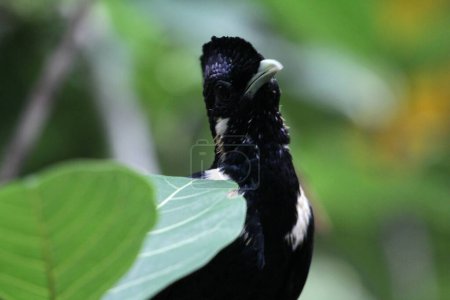 Téléchargez les photos : Basilornis celebensis ou Sulawesi Myna oiseau en Indonésie sur fond de nature - en image libre de droit