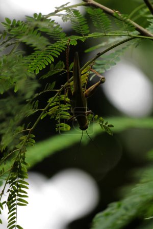 Javanese Valanga nigricornis, the Javanese grasshopper and green leaves