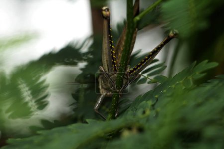Téléchargez les photos : Javanese Valanga nigricornis, la sauterelle javanaise et les feuilles vertes - en image libre de droit