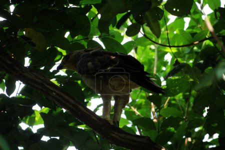Téléchargez les photos : Javan aigle oiseau est un oiseau de taille moyenne en Indonésie sur fond de nature - en image libre de droit
