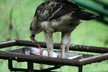 Javan eagle bird is a medium-sized bird in Indonesia on nature background