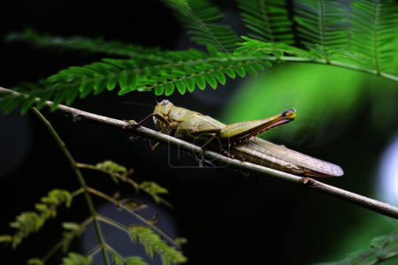 Foto de Javanese Valanga nigricornis, el saltamontes javanés y las hojas verdes - Imagen libre de derechos