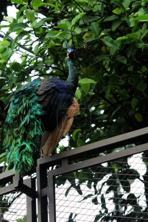  Javan Green Peacock o Pavo muticus Linnaeus es un ave rara cuya distribución es actualmente solo en la isla de Java.