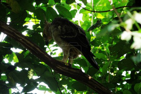 Foto de Javan eagle bird es un ave de tamaño mediano en Indonesia en el fondo de la naturaleza - Imagen libre de derechos