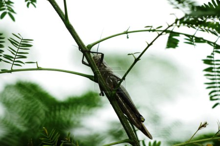 Javanese Valanga nigricornis, el saltamontes javanés y las hojas verdes