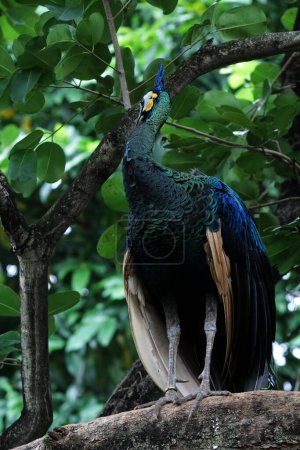 Le paon vert de Javan ou Pavo muticus Linnaeus est un oiseau rare dont la répartition n'est actuellement que sur l'île de Java..