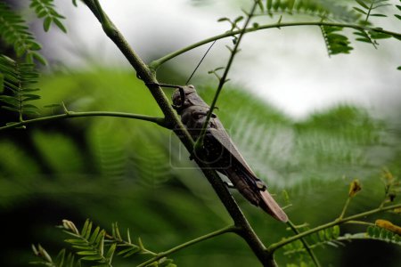 Téléchargez les photos : Javanese Valanga nigricornis, la sauterelle javanaise et les feuilles vertes - en image libre de droit