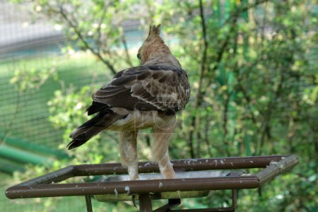 Photo for Javan eagle bird is a medium-sized bird in Indonesia - Royalty Free Image