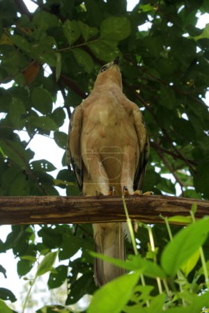 Foto de Javan eagle bird es un ave de tamaño mediano en Indonesia - Imagen libre de derechos