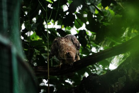 Javan eagle bird is a medium-sized bird in Indonesia