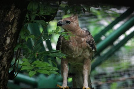 Téléchargez les photos : Javan aigle oiseau est un oiseau de taille moyenne en Indonésie - en image libre de droit