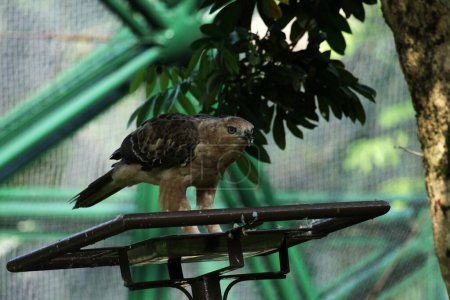 Photo for Javan eagle bird is a medium-sized bird in Indonesia - Royalty Free Image