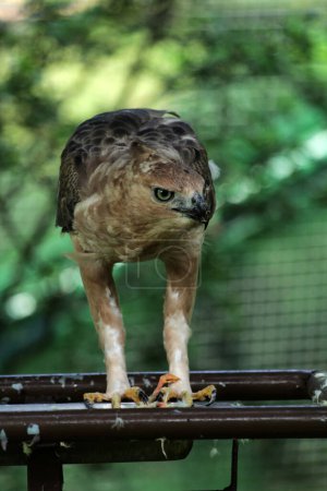 Java-Adlervogel ist ein mittelgroßer Vogel in Indonesien