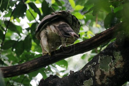 Foto de Javan eagle bird es un ave de tamaño mediano en Indonesia - Imagen libre de derechos