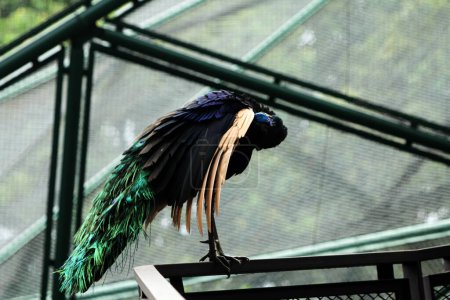 Foto de Javan Green Peacock o Pavo muticus Linnaeus es un ave rara cuya distribución es actualmente solo en la isla de Java. - Imagen libre de derechos