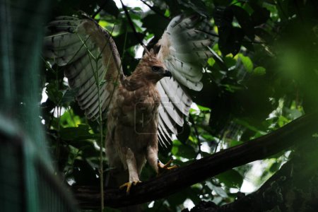 Foto de Hermoso águila javanesa es un ave de tamaño mediano en Indonesia - Imagen libre de derechos