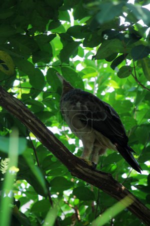 magnifique aigle Javan est un oiseau de taille moyenne en Indonésie