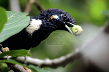 Photo for Basilornis celebensis or Sulawesi Myna  in Indonesia. - Royalty Free Image