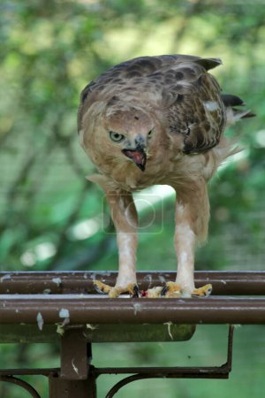  Javan eagle is a medium-sized bird in Indonesia