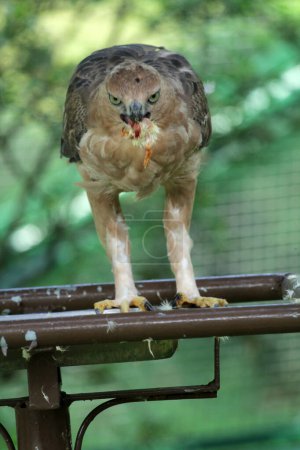  Javan aigle est un oiseau de taille moyenne en Indonésie