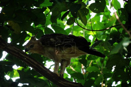 Foto de Javan eagle es un ave de tamaño mediano en Indonesia - Imagen libre de derechos