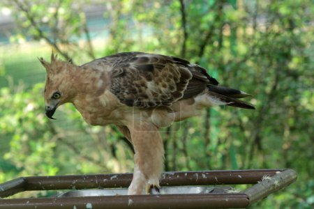 Foto de Javan eagle es un ave de tamaño mediano en Indonesia - Imagen libre de derechos